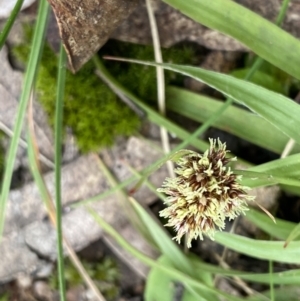 Luzula densiflora at Krawarree, NSW - 26 Sep 2022