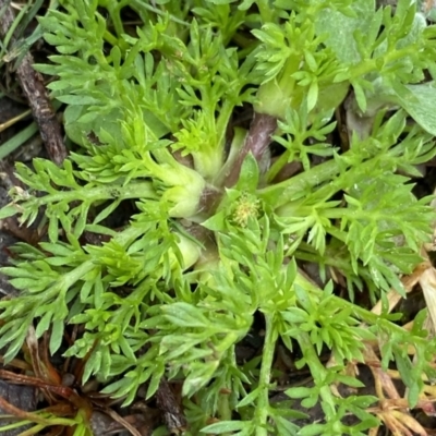 Cotula australis (Common Cotula, Carrot Weed) at Krawarree, NSW - 25 Sep 2022 by Ned_Johnston