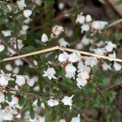 Cryptandra amara (Bitter Cryptandra) at Deua National Park (CNM area) - 25 Sep 2022 by Ned_Johnston