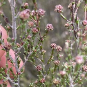 Kunzea parvifolia at Krawarree, NSW - 26 Sep 2022