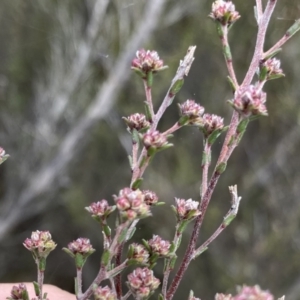 Kunzea parvifolia at Krawarree, NSW - 26 Sep 2022