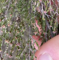 Kunzea parvifolia at Krawarree, NSW - 26 Sep 2022