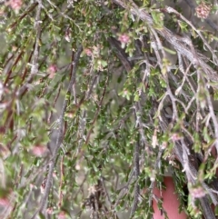 Kunzea parvifolia at Krawarree, NSW - 26 Sep 2022