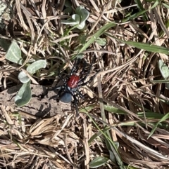 Missulena occatoria (Red-headed Mouse Spider) at Weetangera, ACT - 28 Sep 2022 by John Brannan