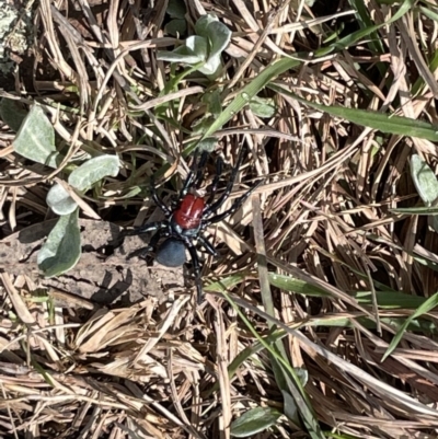 Missulena occatoria (Red-headed Mouse Spider) at The Pinnacle - 28 Sep 2022 by John Brannan