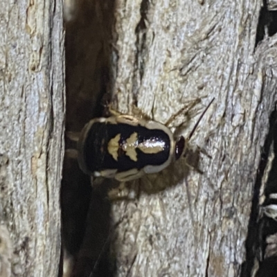 Robshelfordia sp. (genus) (A Shelford cockroach) at Deua National Park (CNM area) - 25 Sep 2022 by Ned_Johnston