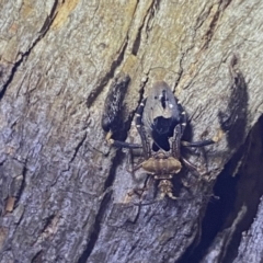 Ptilocnemus lemur (Feathered leg assassin bug) at Krawarree, NSW - 25 Sep 2022 by Ned_Johnston