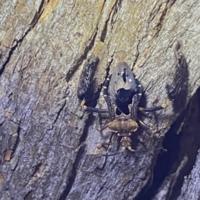 Ptilocnemus lemur (Feathered leg assassin bug) at Krawarree, NSW - 25 Sep 2022 by Ned_Johnston