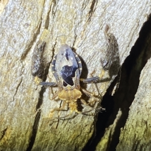 Ptilocnemus lemur at Krawarree, NSW - 25 Sep 2022