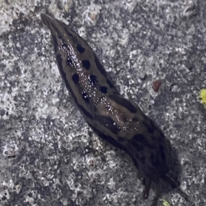 Limax maximus at Krawarree, NSW - 25 Sep 2022