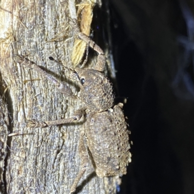 Aterpodes sp. (genus) (Weevil) at Krawarree, NSW - 25 Sep 2022 by NedJohnston