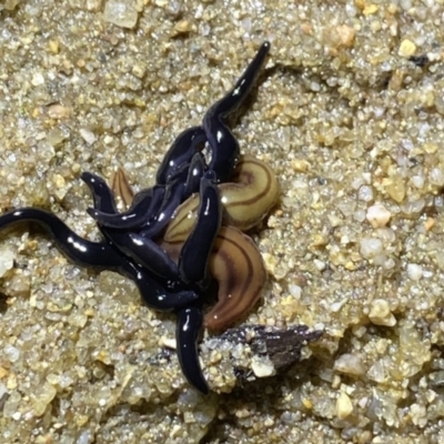 Parakontikia ventrolineata (Stripe-bellied flatworm) at Berlang, NSW - 25 Sep 2022 by NedJohnston