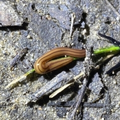 Parakontikia ventrolineata at Berlang, NSW - 25 Sep 2022 08:17 PM