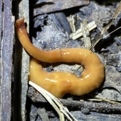 Australopacifica sp. (genus) (Flatworm) at Krawarree, NSW - 25 Sep 2022 by Ned_Johnston