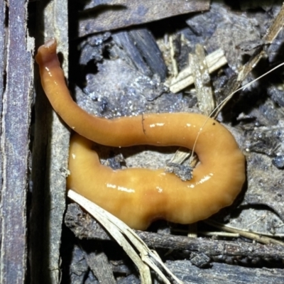 Australopacifica sp. (genus) (Flatworm) at Krawarree, NSW - 25 Sep 2022 by Ned_Johnston
