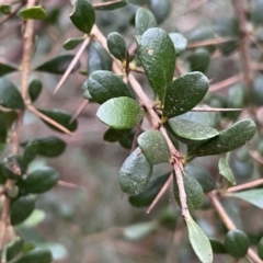 Bursaria spinosa (Native Blackthorn, Sweet Bursaria) at Krawarree, NSW - 25 Sep 2022 by Ned_Johnston