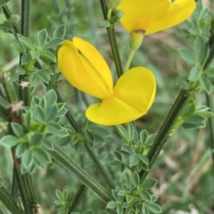 Cytisus scoparius subsp. scoparius at Krawarree, NSW - 26 Sep 2022 08:08 AM