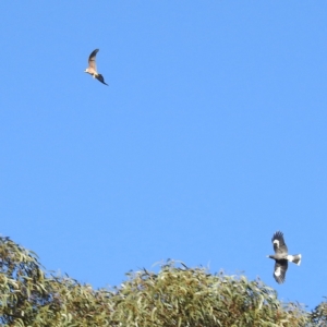 Falco longipennis at Kambah, ACT - suppressed