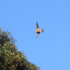 Falco longipennis at Kambah, ACT - suppressed