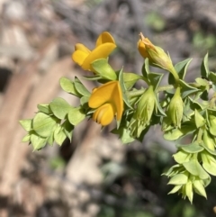 Pultenaea spinosa (Spiny Bush-pea, Grey Bush-pea) at Mount Ainslie - 29 Sep 2022 by JaneR