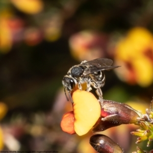 Lasioglossum (Chilalictus) sp. (genus & subgenus) at Bruce, ACT - 29 Sep 2022