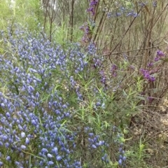 Comesperma volubile (Love Creeper) at Mount Majura - 29 Sep 2022 by UserYYUcWrIf