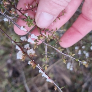 Leucopogon fletcheri subsp. brevisepalus at Bungendore, NSW - 28 Sep 2022