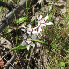 Wurmbea dioica subsp. dioica (Early Nancy) at Hawker, ACT - 29 Sep 2022 by sangio7