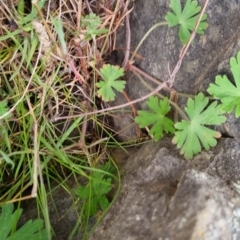 Geranium gardneri (Rough Crane's-Bill) at Bungendore, NSW - 22 Sep 2022 by clarehoneydove