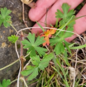 Geranium gardneri at Bungendore, NSW - 22 Sep 2022 03:51 PM