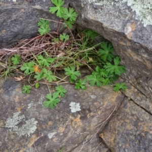 Geranium gardneri at Bungendore, NSW - 22 Sep 2022 03:51 PM