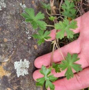 Geranium gardneri at Bungendore, NSW - 22 Sep 2022 03:51 PM