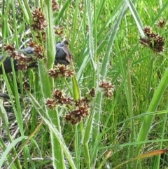 Luzula densiflora (Dense Wood-rush) at Hawker, ACT - 29 Sep 2022 by sangio7