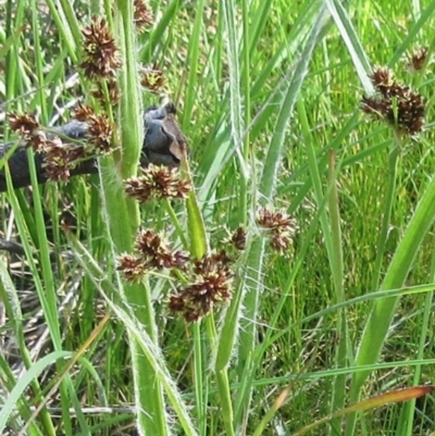 Luzula densiflora (Dense Wood-rush) at Hawker, ACT - 29 Sep 2022 by sangio7