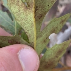 Lomatia fraseri at Berlang, NSW - 25 Sep 2022