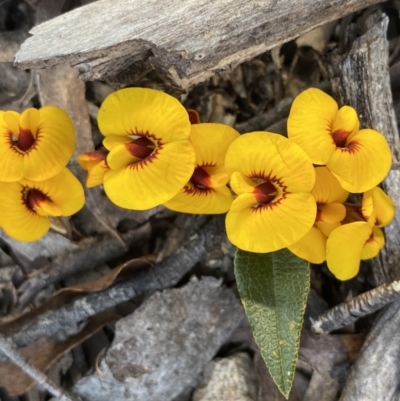 Mirbelia platylobioides (Large-flowered Mirbelia) at Krawarree, NSW - 25 Sep 2022 by Ned_Johnston