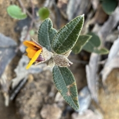 Mirbelia platylobioides at Krawarree, NSW - 25 Sep 2022