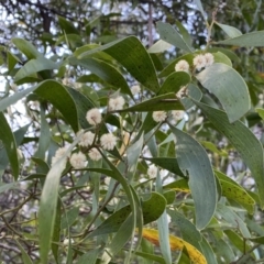 Acacia melanoxylon (Blackwood) at Deua National Park (CNM area) - 25 Sep 2022 by Ned_Johnston