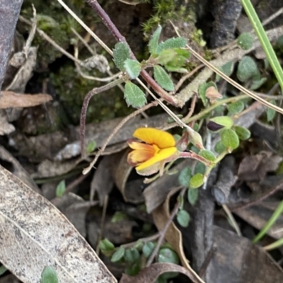 Bossiaea buxifolia (Matted Bossiaea) at Krawarree, NSW - 25 Sep 2022 by Ned_Johnston