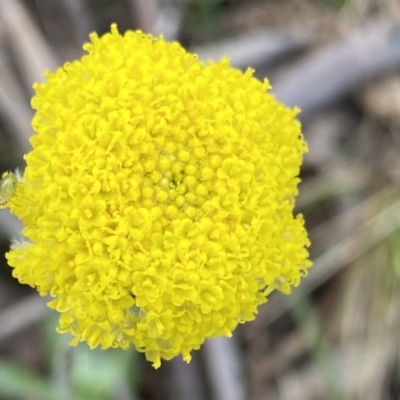 Craspedia variabilis (Common Billy Buttons) at Krawarree, NSW - 25 Sep 2022 by NedJohnston