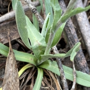 Craspedia variabilis at Krawarree, NSW - 25 Sep 2022