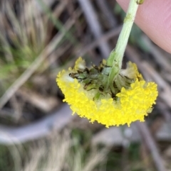 Craspedia variabilis at Krawarree, NSW - 25 Sep 2022