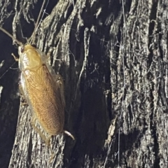 Balta spuria (A Balta Cockroach) at Krawarree, NSW - 25 Sep 2022 by Ned_Johnston