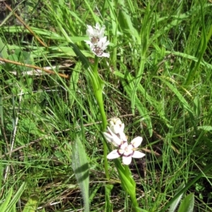 Wurmbea dioica subsp. dioica at Hawker, ACT - 29 Sep 2022