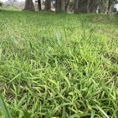 Ehrharta erecta (Panic Veldtgrass) at Giralang, ACT - 30 Sep 2022 by mcosgrove