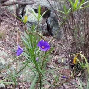 Solanum linearifolium at Hawker, ACT - 29 Sep 2022 10:24 AM