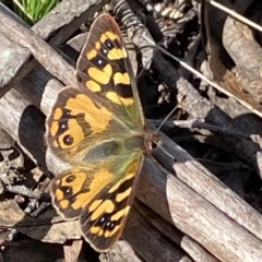 Argynnina cyrila (Forest brown, Cyril's brown) at Berlang, NSW - 25 Sep 2022 by Ned_Johnston