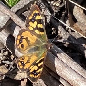 Argynnina cyrila at Berlang, NSW - 25 Sep 2022