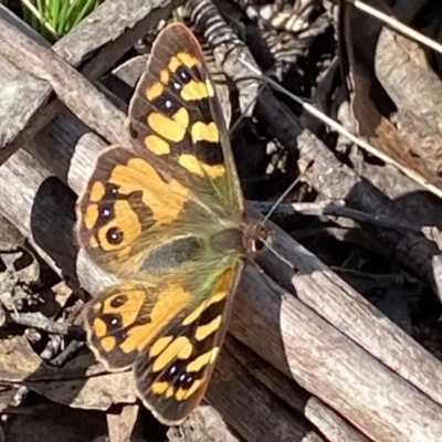 Argynnina cyrila (Forest brown, Cyril's brown) at Deua National Park (CNM area) - 25 Sep 2022 by Ned_Johnston