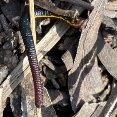 Hirudinea sp. (Class) (Unidentified Leech) at Berlang, NSW - 25 Sep 2022 by Ned_Johnston